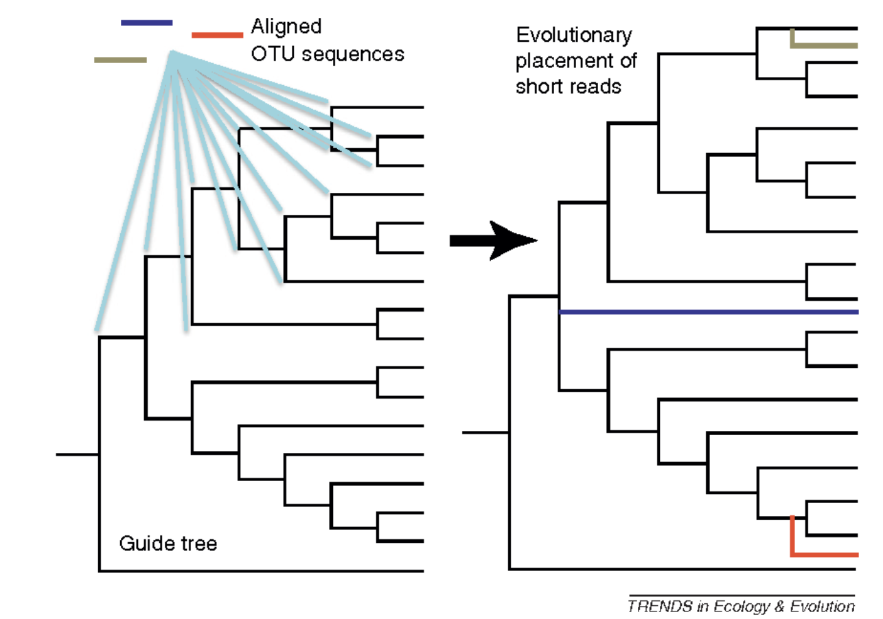 Fig 7: Phylogenetic placement (source:Bik et al. 2012)