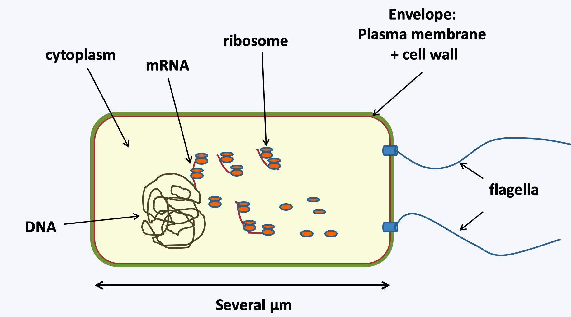 Figure 001.prok-cell