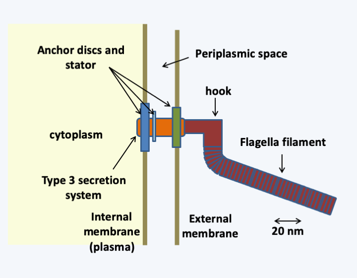 Figure 002.prok-flagella