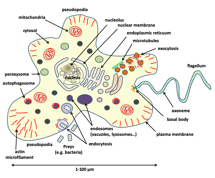 Figure 003.euk-cell