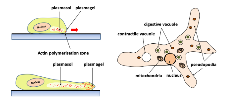 Figure 005.pseudopodia