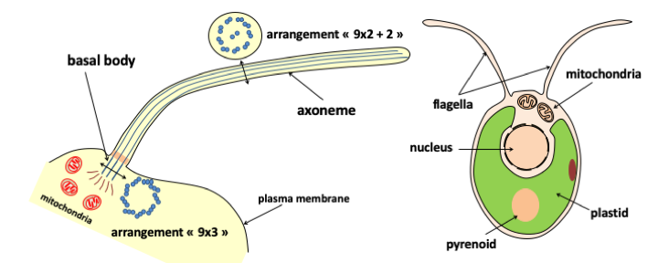 Figure 006.microtubules-flagella