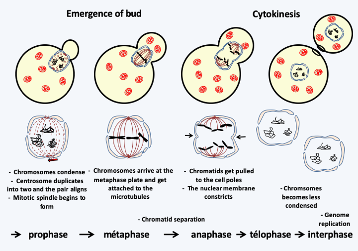 Figure 007.mitosis