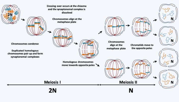 Figure 008.meiosis