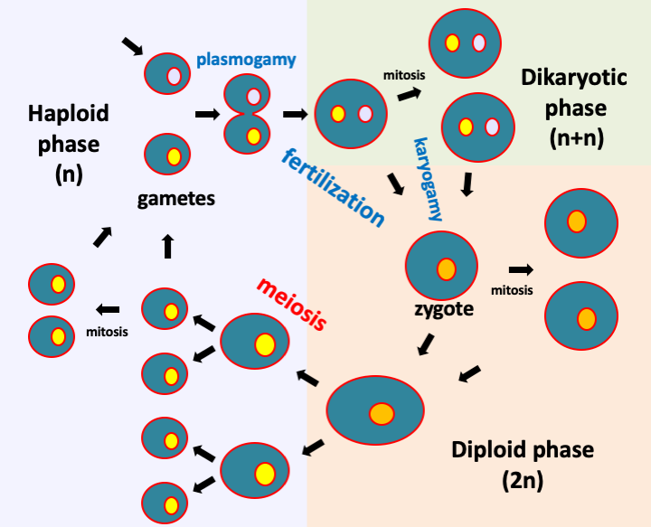 Figure 009.lifecycle