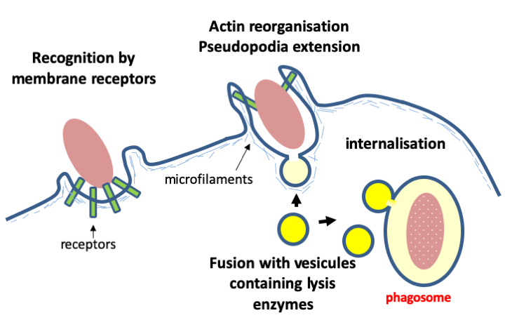 Figure 010.phagocytosis