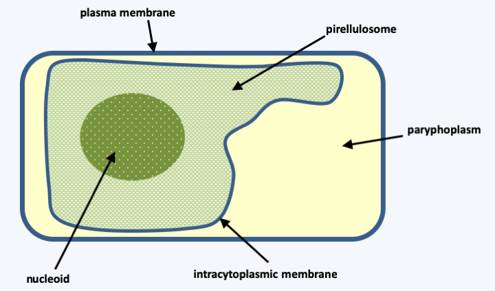 Figure 011.pirellula