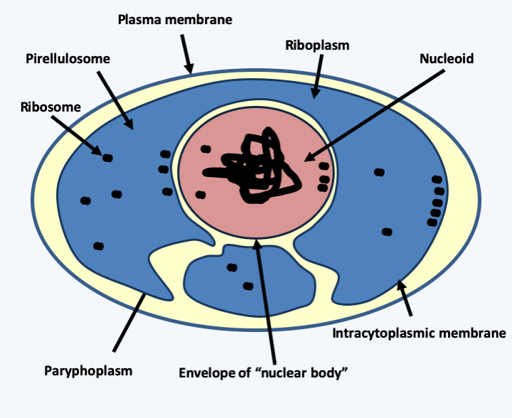 Figure 012.gemmata