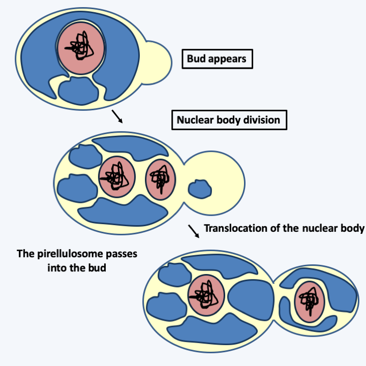 Figure 013.gemmata-divides