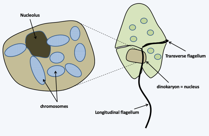 Figure 014.dinos-chromo