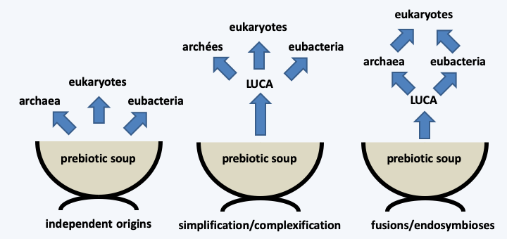 Figure 018.eukarogenesis