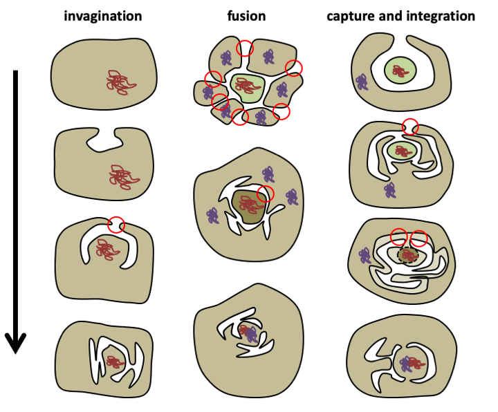 Figure 019.nucleus-appearance