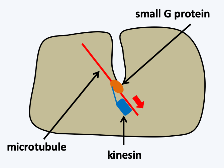 Figure 020.endocytosis