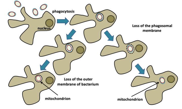 Figure 023.mito-phagotrophy