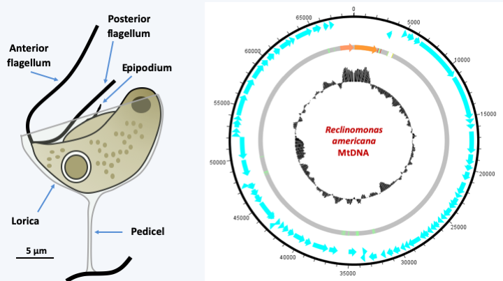 Figure 024.reclinomonas