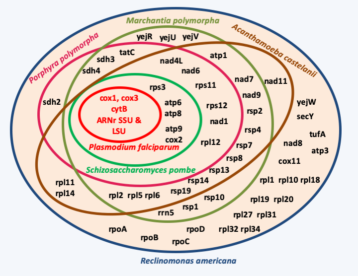 Figure 027.mito-genes