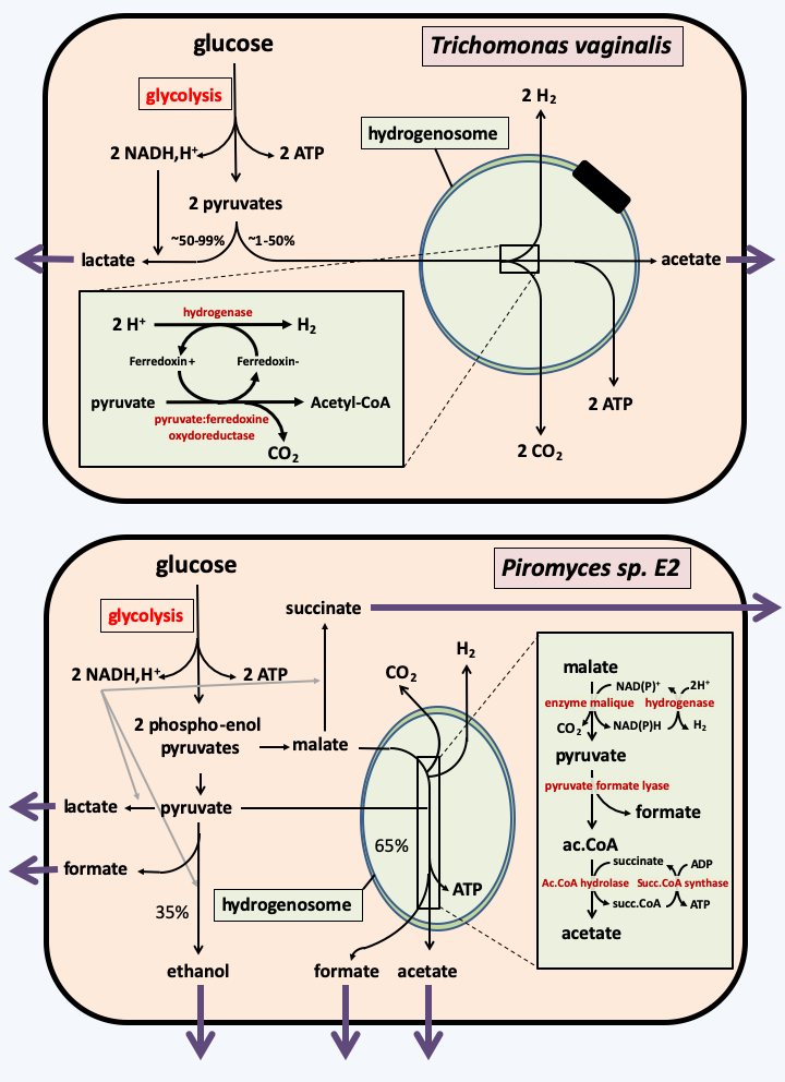 Figure 031.hydrogenosome