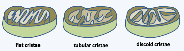 Figure 032.cristae