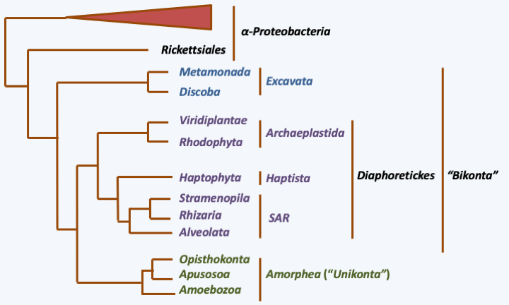 Figure 033.mito-phylogenies