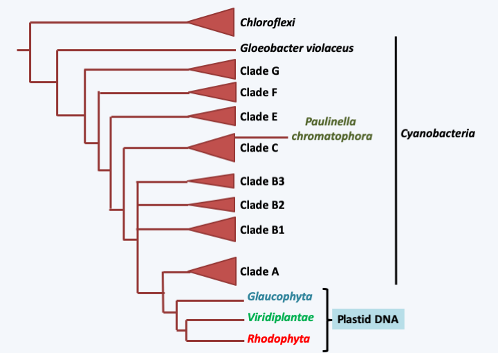 Figure 035.cyano-tree