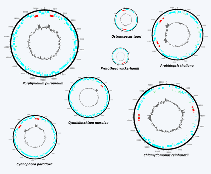 Figure 036.plastid-genomes