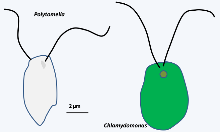 Figure 037.polytomella