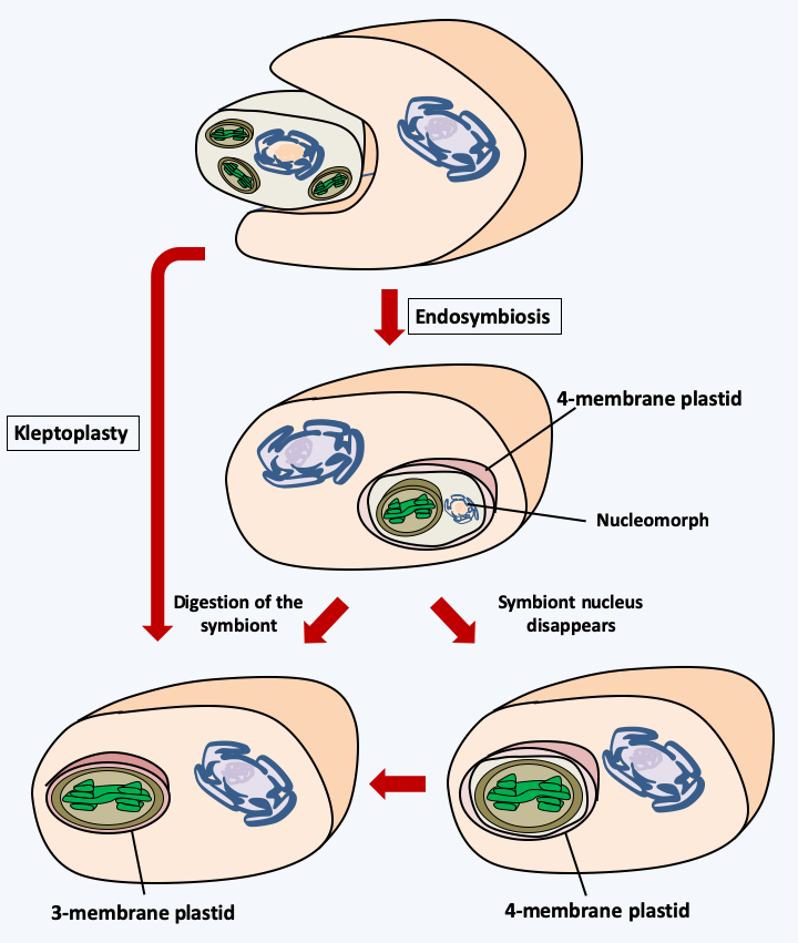 Figure 038.plastid-membranes