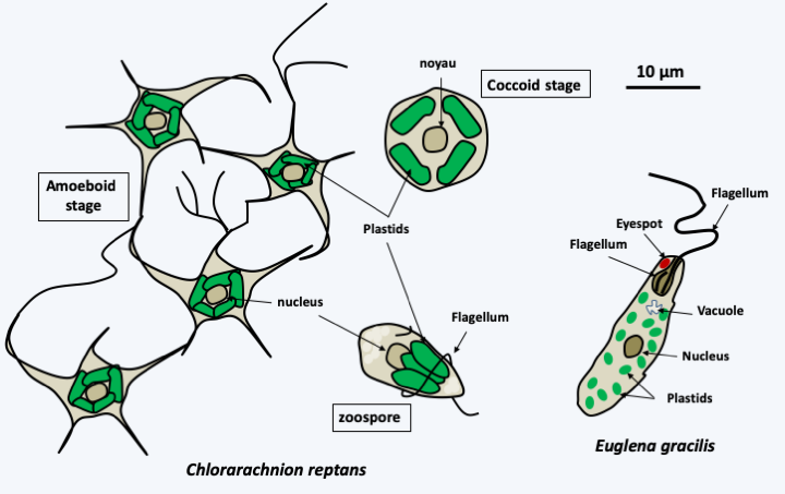 Figure 039.green-plastid