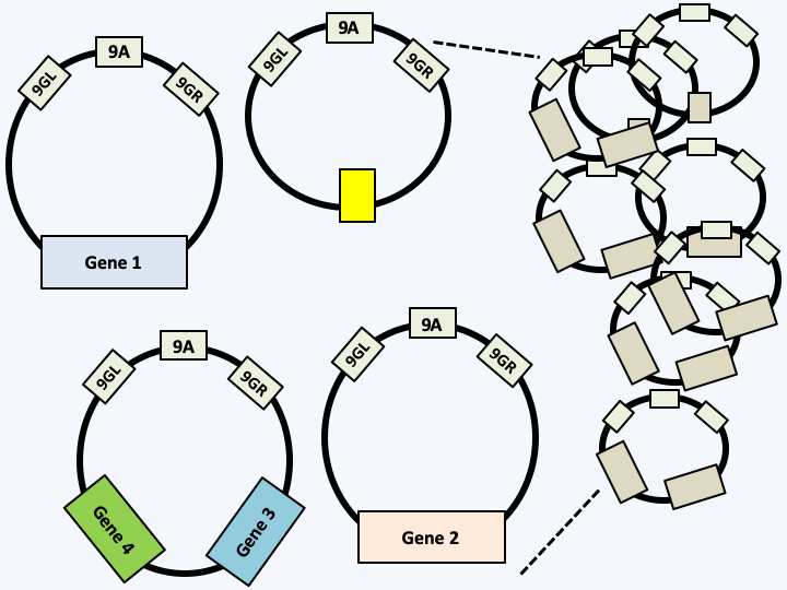 Figure 042.dino-plastid-genes