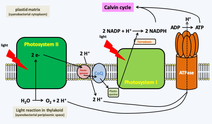 Figure 043.photosynthesis