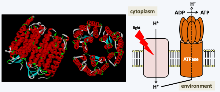 Figure 044.other-photosynthesis