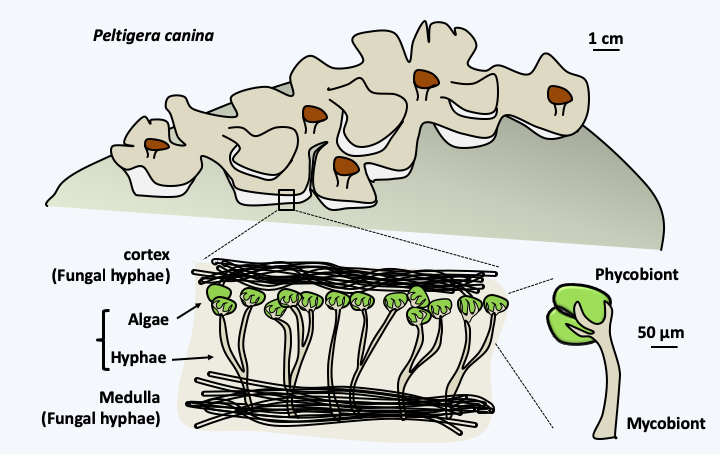 Figure 046.lichen