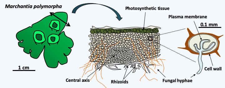 Figure 047.plant-fungi