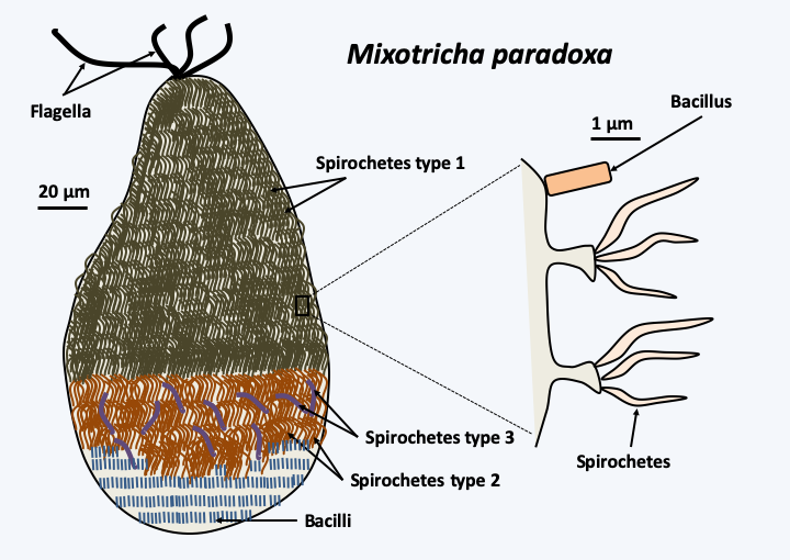 Figure 048.ectosymbiosis