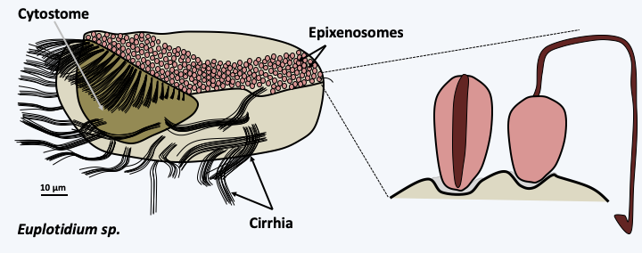 Figure 049.epibiont