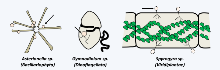 Figure 050.parasites