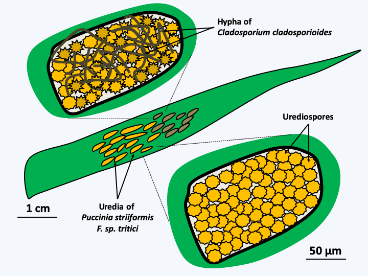 Figure 051.hyper-parasites