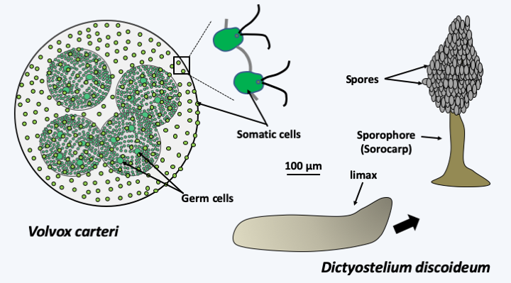 Figure 052.colonies