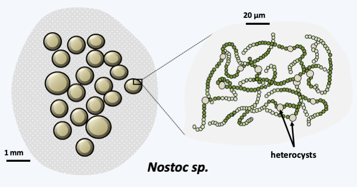 Figure 055.nostoc