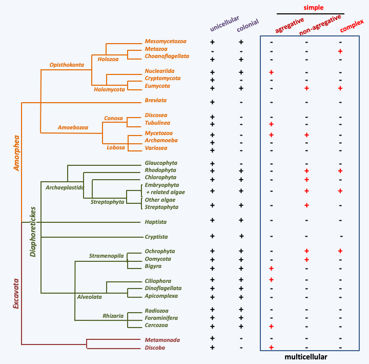 Figure 056.multicellularity