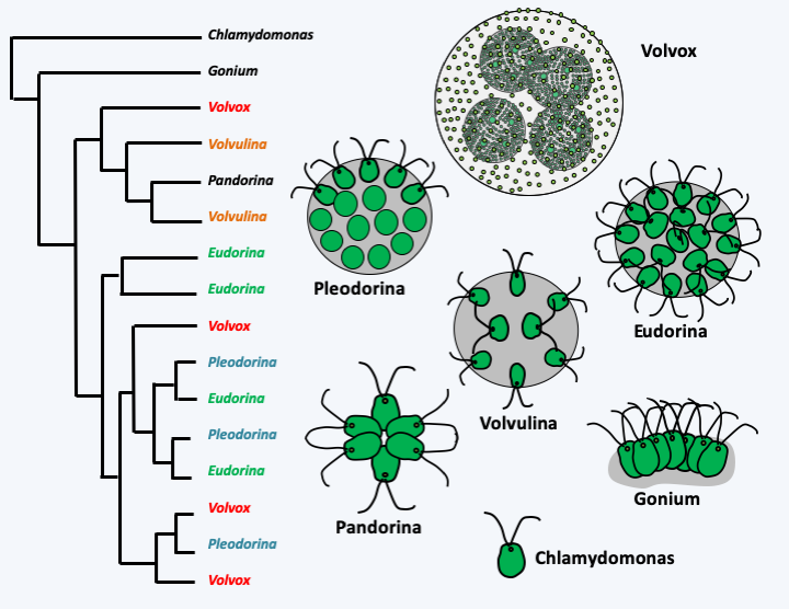 Figure 057.multicellular-algae