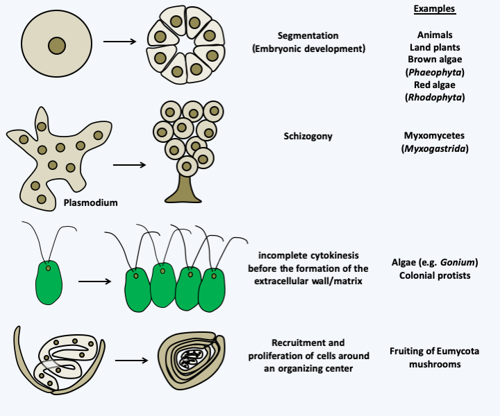 Multicellularity | Microbial Eukaryotes