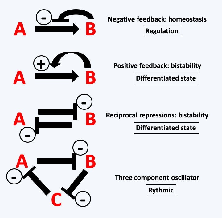 Figure 060.regulation