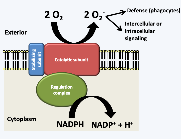 Figure 061.nadph