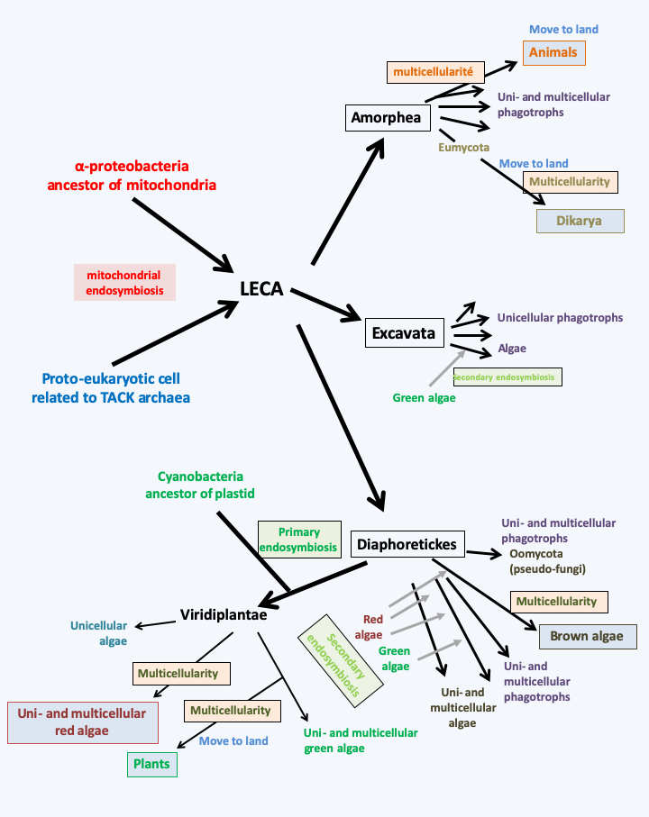 Figure 062.multicellar-euks