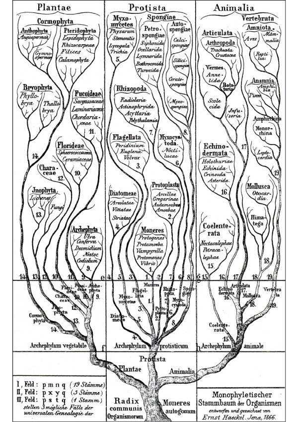 Figure 063.haeckel-tree