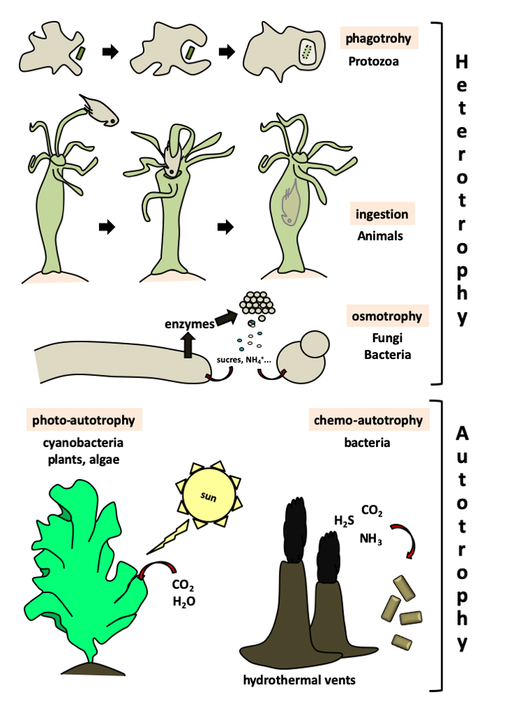 Figure 065.trophic