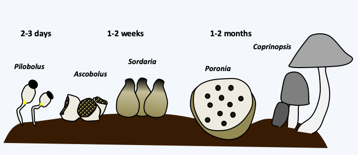 Figure 068.coprophile