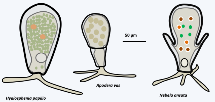 Figure 071.amoeba