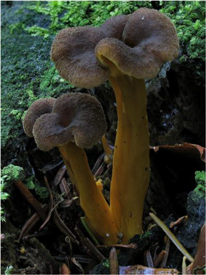 Figure 072.craterellus